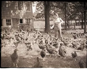 Pail Prints: Woman Feeds Chickens From Bucket