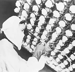 Technician Prints: Woman Growing Penicillin