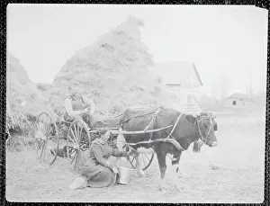 Dairy Cow Prints: Woman Milking Cow with Man Attached by Harness and Wagon