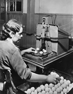 Pinehurst Prints: Woman Operates Rabbit Golf Ball Machine
