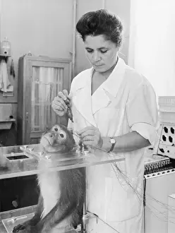Woman Performing Experiment on Live Monkey