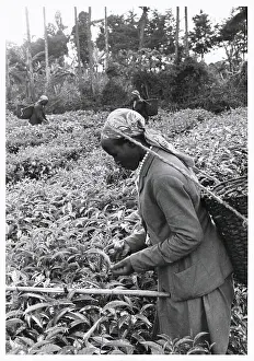 Woman Pruning Tea Shrubs