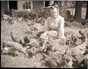 Chicken Prints: Woman Sits And Hand Feeds Chickens