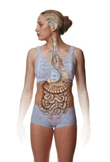 Woman standing, body facing forward head turned to one side, illustration overlay showing skeleton and inner organs