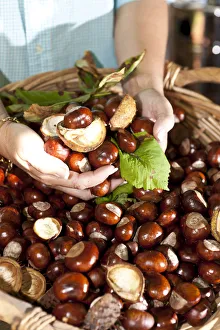 Buck Gallery: Woman taking Horse Chestnuts or Conkers (Aesculus hippocastanum) in her hands from a wicker basket