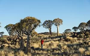 Woman taking photos of quiver trees, Karas Region, Namibia
