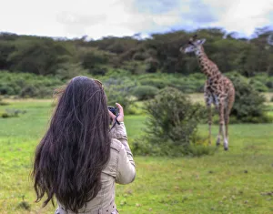 Woman taking picture of a Masai giraffe (Giraffa camelopardalis tippelskirchi), Lake Naivasha, Kenya Images Dated 16th October 2011: Woman taking picture of a Masai giraffe (Giraffa camelopardalis tippelskirchi), Lake Naivasha, Kenya