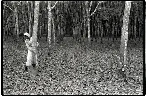 Rubber Prints: Woman Tapping Rubber Trees