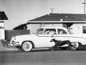 Sunnyvale Prints: Woman Walking Her Dog While Driving