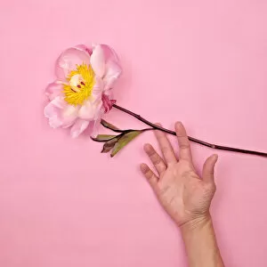 Images Dated 4th February 2018: Womans hand with pink peony