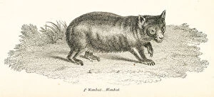 Images Dated 3rd April 2017: Wombat engraving 1803