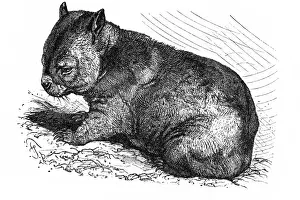 Wombat (Phascolomys fossor)