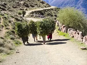 Images Dated 1st March 2014: Women carrying heavy loads on a path in the Atlas Mountains, in the mud-brick village of Anammer