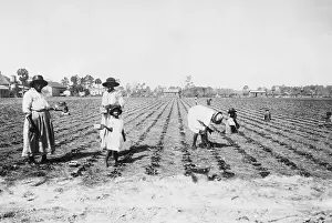 Berry Prints: Women And Children Picking Berries