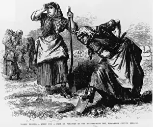 Prints of Illustration captioned Women digging a field for a crop of potatoes in the Hundred-Acre Bog, Roscommon, County Dublin. Ireland, date unknown. (Photo by Fotosearch/Getty Images) Dublin, Ireland Prints: Women Digging A Field