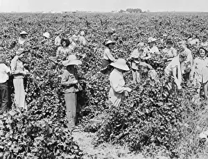 Grapes Prints: Women Picking Grapes In Field