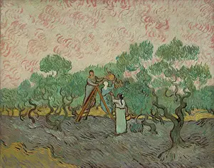 Women Picking Olives