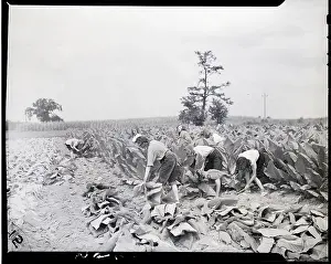 Tobacco Prints: Women Picking Tobacco In Field