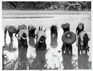 Philippines Prints: Women Planting Rice in The Philippines