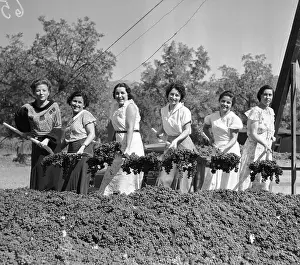 Pastoral Prints: Women Shoveling Grapes