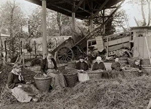 Women Sorting Asparagus