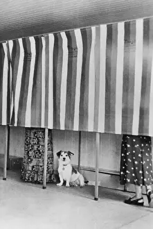 Women in Voting Booth with Dog