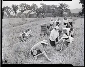 Tractor Prints: Women Working On Potato Fields