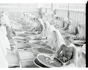 Java Prints: Women Working in Tea Factory