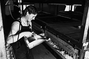 Cage Prints: Women's Land Army