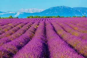 Images Dated 16th July 2012: Wondeful lavender fields