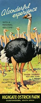1954 Prints: A Wonderful Experience