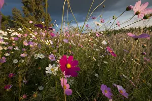A Wonderland of Wildflowers, all the colors possible of Cosmos (Bidens formosa) wildflowers at Sunset, Magaliesburg, Gauteng Province, South Africa