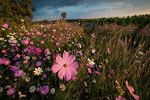 Wonderland of Wildflowers Landscape, Cosmos (Bidens formosa) wildflowers at Sunset, Magaliesburg, Gauteng Province