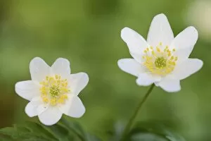 Images Dated 23rd April 2013: Wood Anemone -Anemone nemorosa-, flowering, Germany