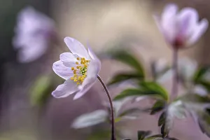 Images Dated 31st March 2015: Wood Anemone (Nemorosa)