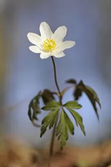 Wood Anemone, windflower or thimbleweed -Anemone nemorosa-, flowering, Hainich National Park, Nationalpark Hainich