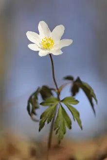 Ranunculaceae Prints: Wood Anemone, windflower or thimbleweed -Anemone nemorosa