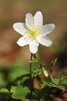 Wood Anemone, windflower or thimbleweed -Anemone nemorosa-, flowering, Hainich National Park, Thuringia, Germany