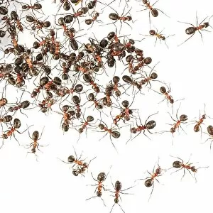 Large Group Of Animals Collection: Wood ants