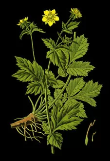 Medicinal and Herbal Plant Illustrations Collection: wood avens, herb Bennet, colewort, St. Benedicts herb