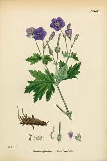 Images Dated 11th March 2017: Wood Cranesbill, Geranium Sylvaticum, Victorian Botanical Illustration, 1863
