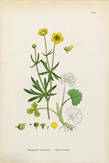 Images Dated 6th January 2017: Wood Crowfoot, Ranunculus auricornus, Victorian Botanical Illustration, 1863
