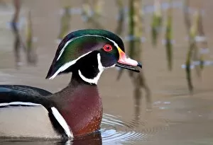 Images Dated 25th April 2010: Wood duck