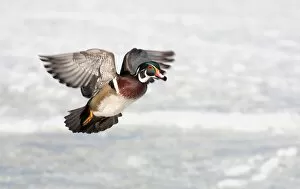 Images Dated 30th March 2011: Wood duck