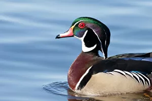 Images Dated 30th March 2011: Wood duck