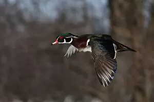 Images Dated 27th March 2011: Wood Duck
