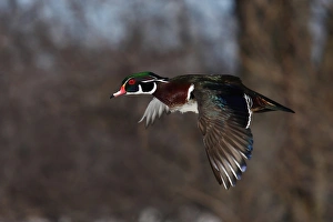 Images Dated 27th March 2011: Wood Duck