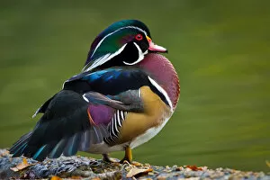 Images Dated 11th November 2011: Wood duck