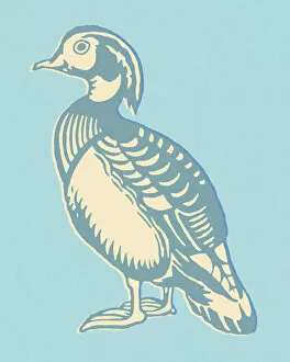 Beautiful Bird Species Gallery: Wood Duck (Aix sponsa) Collection