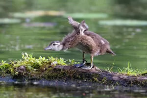 Images Dated 7th July 2013: Wood duck chick take-off